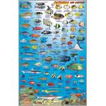 Fish ID Card - Okinawa