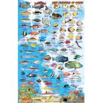 Fish ID Card - Chuuk Lagoon