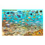 Fish ID Card - Caribbean Sea