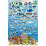 Fish ID Card - Belize