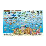 Fish ID Card - Bonaire