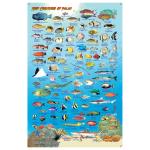 Fish ID Card - Palau
