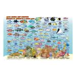 Fish ID Card - Riviera Maya