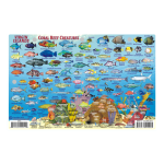 Fish ID Card - Virgin Islands