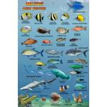 Mini Fish ID Card - Maldives