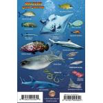 Mini Fish ID Card - Maldives