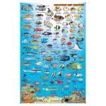Fish ID Card - Philippines