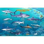 Fish ID Card - Hawaiian Sharks & Rays