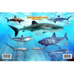 Fish ID Card - Hawaiian Sharks & Rays