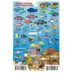 Fish ID Card - Caribbean Sharks & Rays
