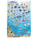 Fish ID Card - Kaua'i