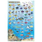 Fish ID Card - Hawaii Big Island