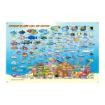 Fish ID Card - Cayman Islands