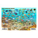 Fish ID Card - Grand Cayman