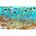 Fish ID Card - Cayman Brac