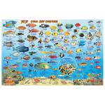 Fish ID Card - Fiji
