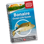 Ocean Life Guide - Bonaire