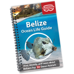 Ocean Life Guide - Belize