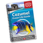 Ocean Life Guide - Cozumel