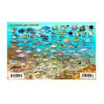Fish ID Card - Bahamas