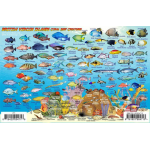 Fish ID Card - British Virgin Islands