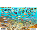 Fish ID Card - Cozumel