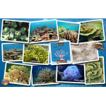 Fish ID Card - Fiji Coral