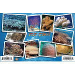 Fish ID Card - Fiji Coral