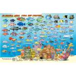 Fish ID Card - Florida Keys