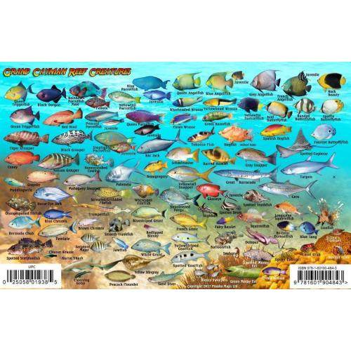 Grand Cayman Fish Card