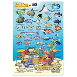 Turks & Caicos Mini Fish Card