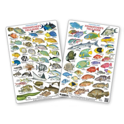 Fishwatchers Field Guide: Fishes of Tropical Atlantic & Caribbean