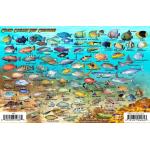 Grand Cayman Fish Card