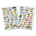 Fishwatchers Field Guide: Fishes of Tropical Atlantic & Caribbean