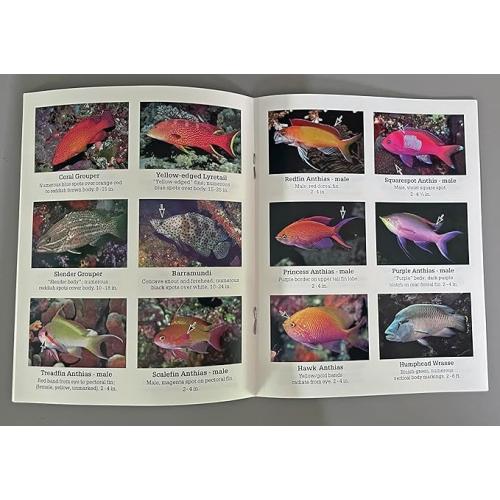 REEF FISH IN-A-POCKET, TROPICAL PACIFIC