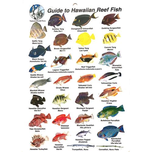 GUIDE TO HAWAIIAN REEF FISH I.D. CARD