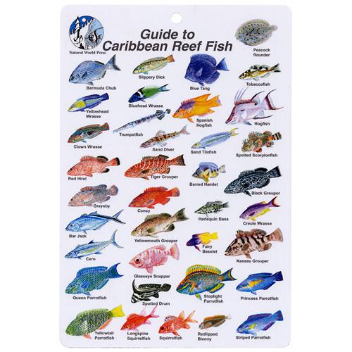 MINI GUIDE TO CARIBBEAN REEF FISH I.D. CARD