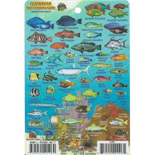 MINI CARIBBEAN REEF CREATURES GUIDE