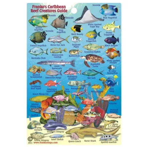 MINI CARIBBEAN REEF CREATURES GUIDE