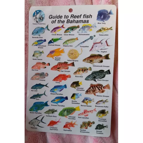 GUIDE TO REEF FISH OF BAHAMAS I.D. CARD