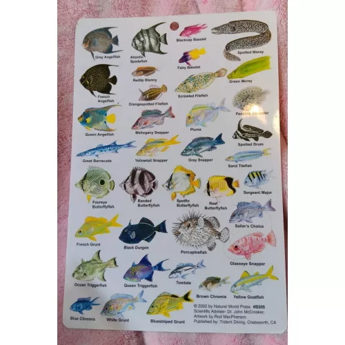 GUIDE TO REEF FISH OF BAHAMAS I.D. CARD