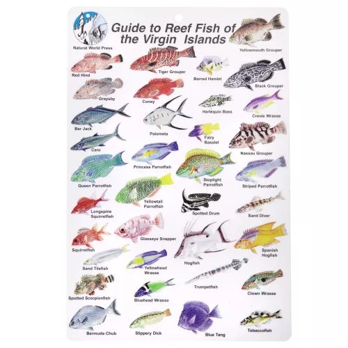 GUIDE TO REEF FISH OF THE VIRGIN ISLANDS 