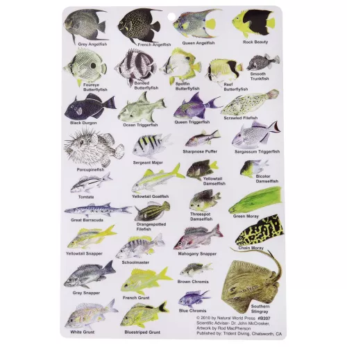 GUIDE TO REEF FISH OF THE VIRGIN ISLANDS 