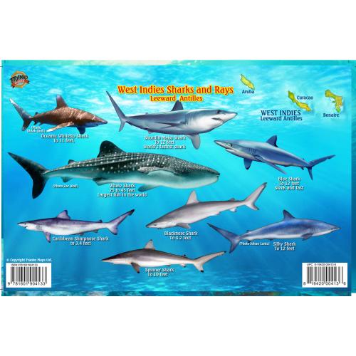 CARIBBEAN SHARK & RAYS I.D. CARD