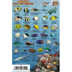 HAWAIIAN CORAL REEF CREATURES I.D. CARD