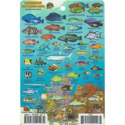 MINI CARIBBEAN REEF CREATURES GUIDE