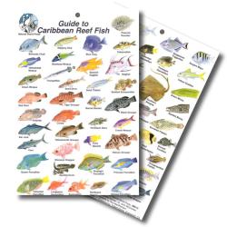 GUIDE TO CARIBBEAN REEF FISH I.D. CARD