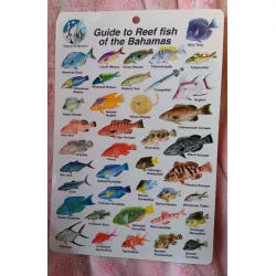 GUIDE TO REEF FISH OF BAHAMAS I.D. CARD