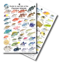 GUIDE TO REEF FISH OF CAYMAN ISLANDS