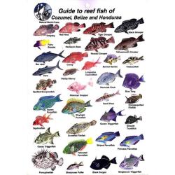 GUIDE TO REEF FISH OF COZUMEL, BELIZE AND HONDURAS